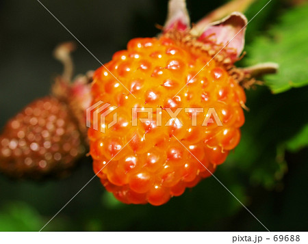 きいちご キイチゴ 木苺 オレンジ色の写真素材