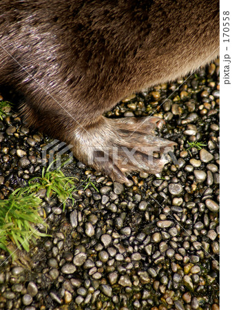 茶色 足 水かき カワウソの写真素材