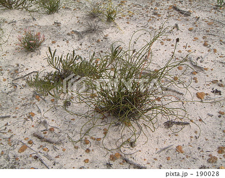 乾いた土地 砂漠 オーストラリア 植物の写真素材