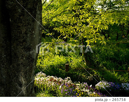 ひかり 懐かしい 植物園 背景の写真素材