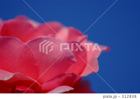 気品 花言葉 リアル ピンクの薔薇の写真素材