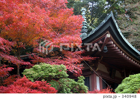 観光地 低木 赤い葉 京都府の写真素材