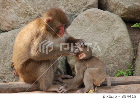 望遠 子猿 大分市 子ザルの写真素材