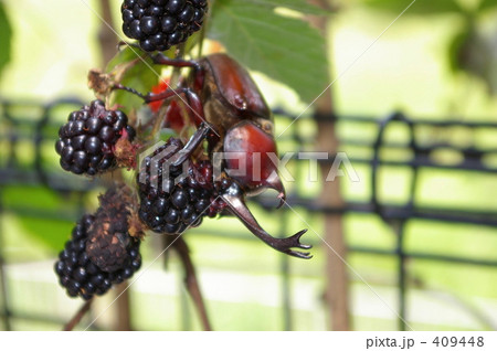虫 食事中 昆虫 木の実 ブラックベリー ビートルの写真素材