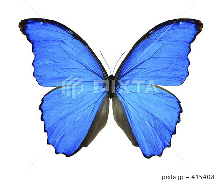 モルフォ蝶の写真素材 - PIXTA