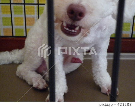 犬 トイプードル 雄 興奮の写真素材