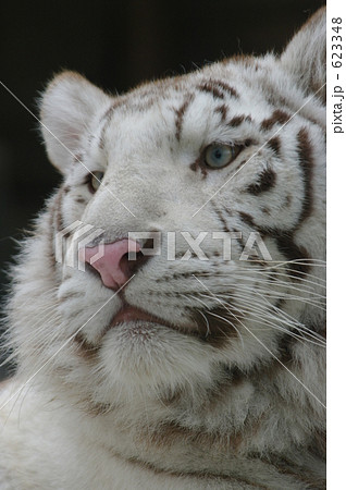 幸運を呼ぶ動物 ベンガルトラの白変種 かっこいいの写真素材