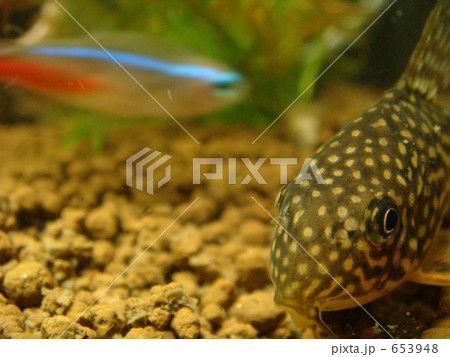 コリドラスジュリーの写真素材