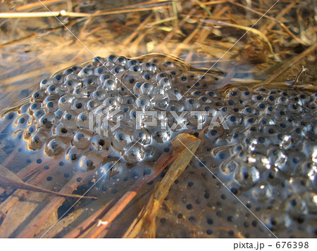 カエルの卵の写真素材