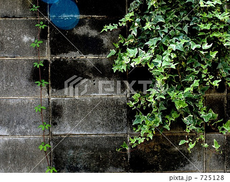 ブロック塀 つた 蔦 つるの写真素材 - PIXTA