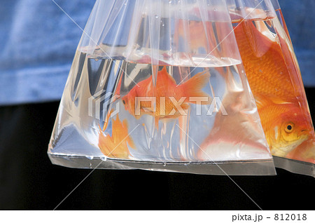 ビニール袋 縁日 金魚すくい 祭りの写真素材