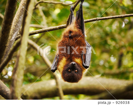 大コウモリの写真素材