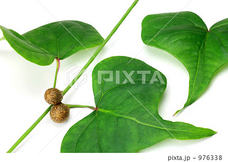 ジネンジョ 自然薯 葉の写真素材