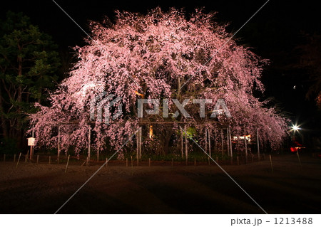 六義園・しだれ桜の写真素材 - PIXTA
