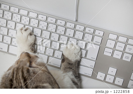 パソコン 猫 キーボード 物撮りの写真素材 - PIXTA