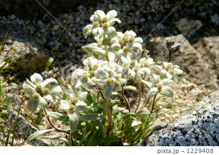 エーデルワイス 花の写真素材