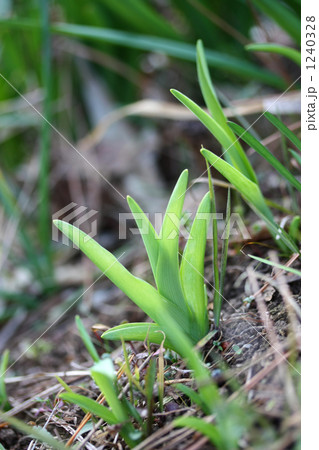 芽甘草 山菜 金針 萱草の写真素材