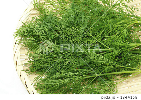 ディル 蒔蘿 イノンド 香草の写真素材