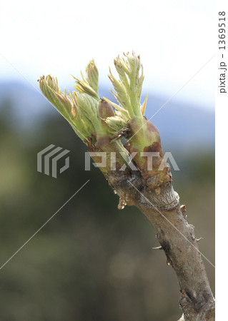 タラボの写真素材