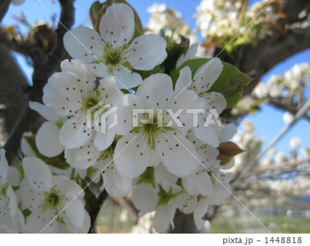千両梨の花の写真素材