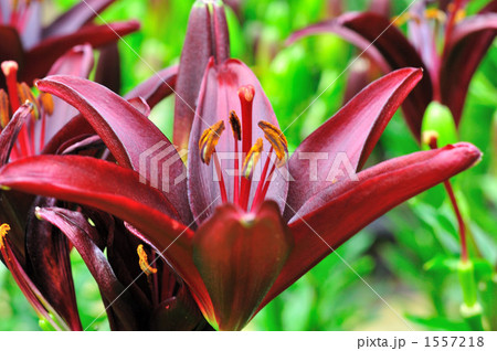 雄しべ ユリ科 ゆりの花 ワインレッドの写真素材