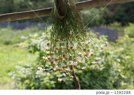 ドライフラワー カモミール ハーブ 花の写真素材