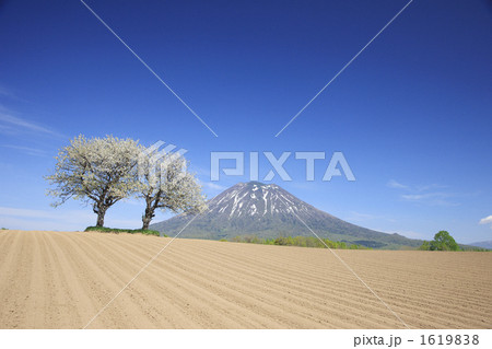 羊蹄山 北海道 大木 大地の写真素材