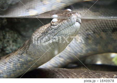 アナコンダ 怖い ヘビの写真素材