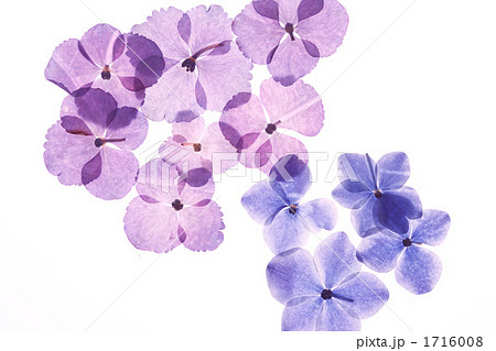 紫陽花の押し花の写真素材