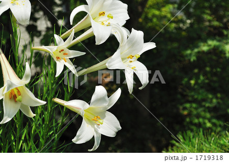 白百合 植物の写真素材