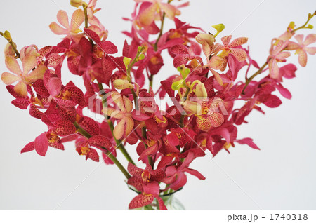 アランダ 花 蘭 植物の写真素材 Pixta