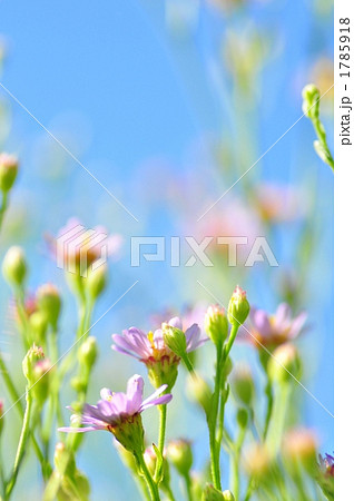 青空 蕾 紫苑 花の写真素材