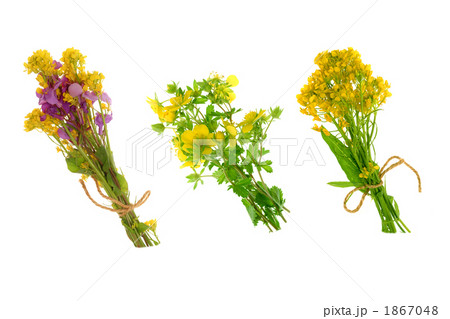 花 植物 花束 菜の花の写真素材