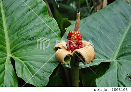 クワズイモ 植物 実 赤い実の写真素材