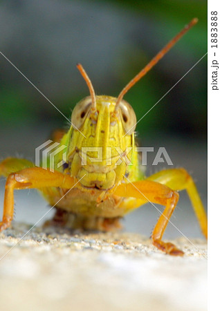 イナゴ 昆虫 虫 正面の写真素材