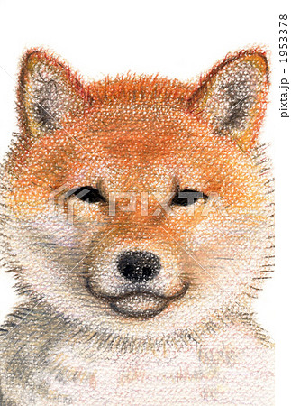 動物 犬 柴犬 色鉛筆画のイラスト素材