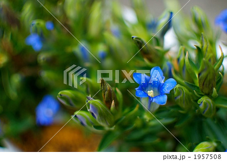 笹竜胆 植物 花の写真素材