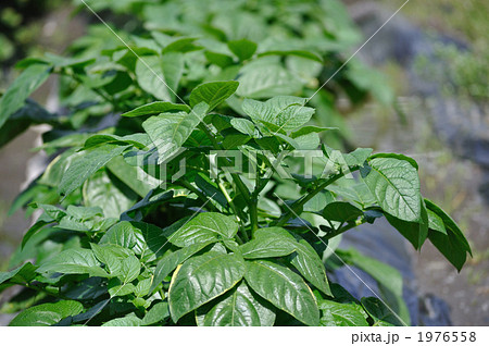 ジャガイモ 葉っぱ 植物 葉脈の写真素材