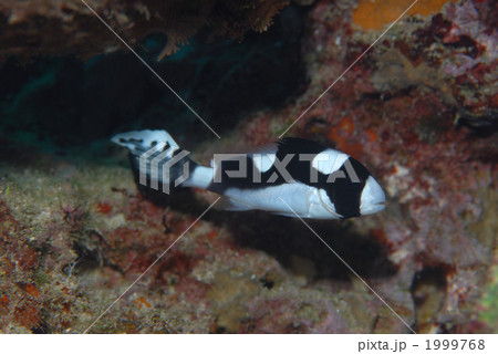 アジアコショウダイ幼魚の写真素材