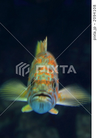 魚 正面 口 海水魚の写真素材
