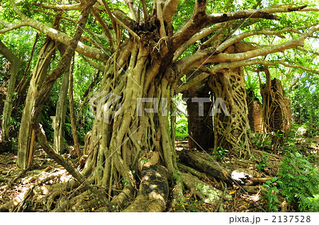 遺跡 森林 ジャングル 蔦 自然 木の写真素材