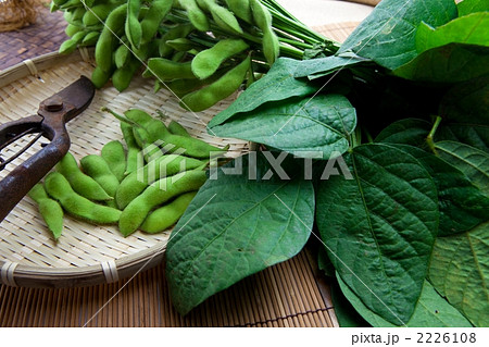 葉っぱ付き枝豆の写真素材