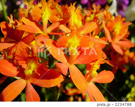 蘭 エビデンドラム 花 オレンジ色 咲くの写真素材