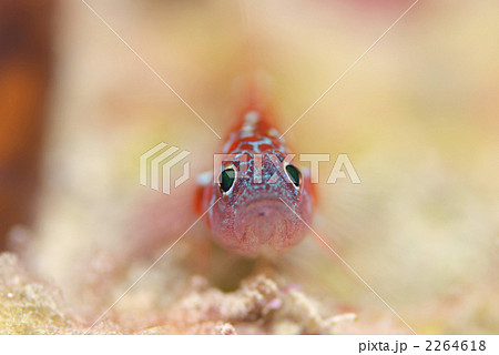 魚の正面顔の写真素材