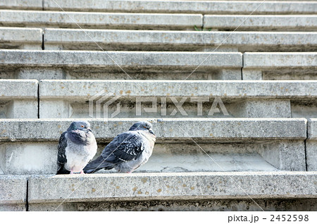 鳩 ハト 寄り添う つがいの写真素材