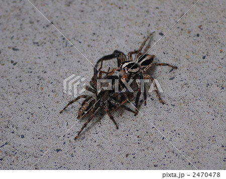 クモ 昆虫 虫 ケンカの写真素材