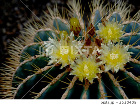 オウカンリュウ サボテン 花 王冠竜の写真素材