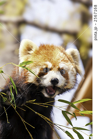 レッサーパンダ 野生動物 食事中 絶滅危惧種の写真素材