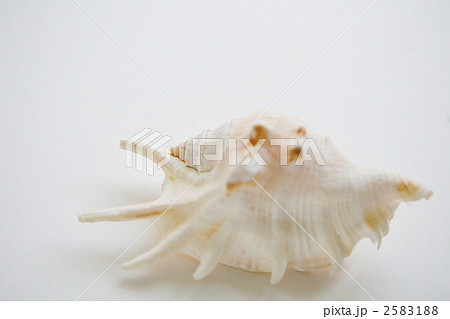 クモガイの写真素材 - PIXTA