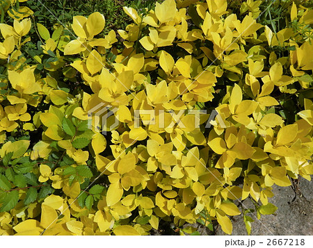 黄金まさき 植物 黄色 垣根の写真素材